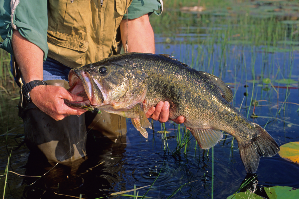 Bass Fishing in Orlando